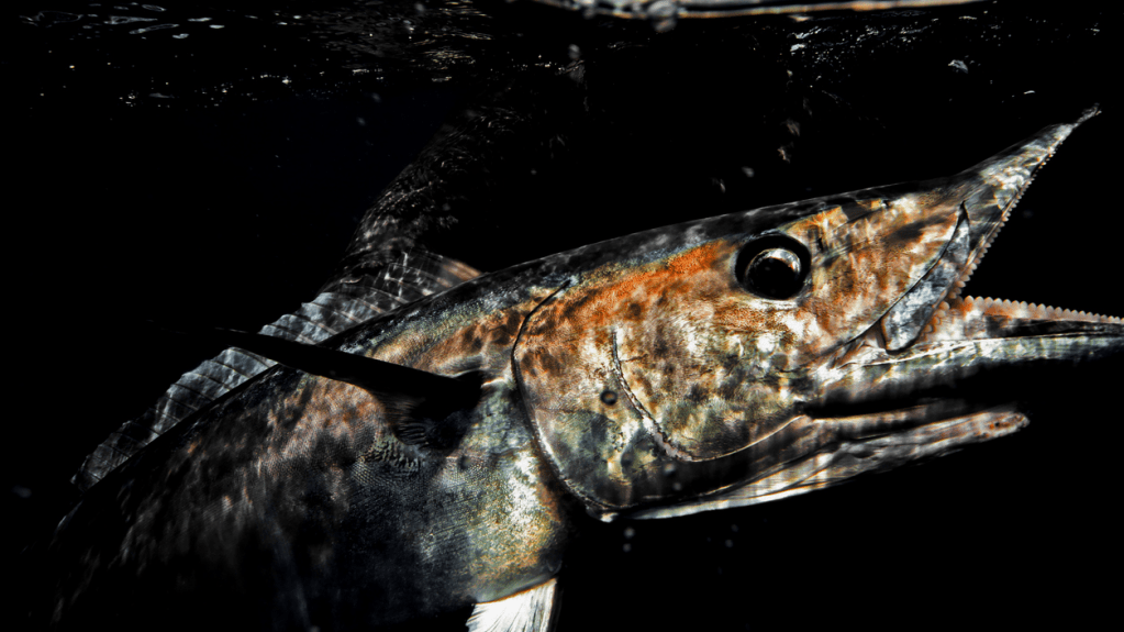 Massive 101 Pound Wahoo Breaks Record At Destin Fishing Rodeo And Looks Like A Mini Submarine