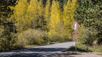 Hunter Captures Video Of Alleged Bigfoot Encounter, Sparking Yet Another Debate