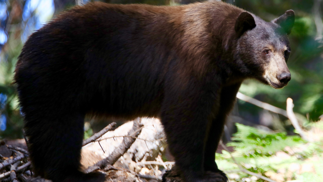 Lake Tahoe black bear