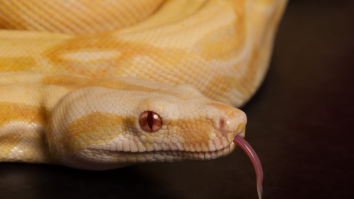 Exotic Animal Rescuers Find ‘Fattest Boa Constrictor Ever’ In South Florida Backyard