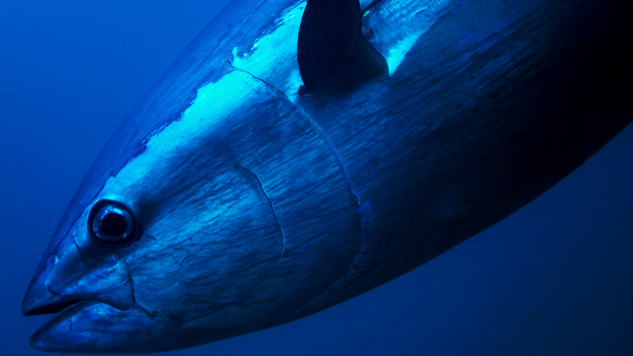 Pacific bluefin tuna