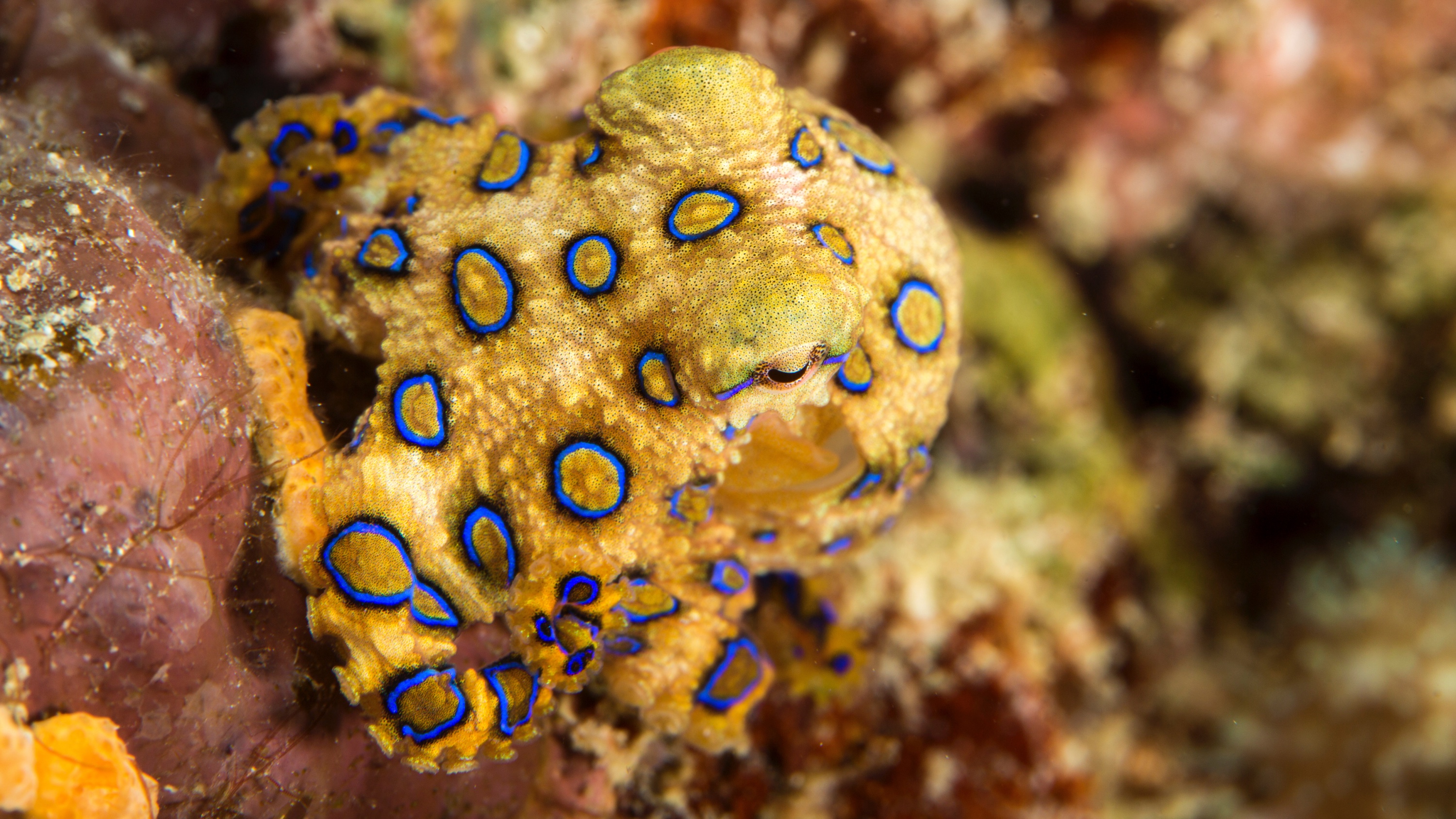 blue-ringed octopus