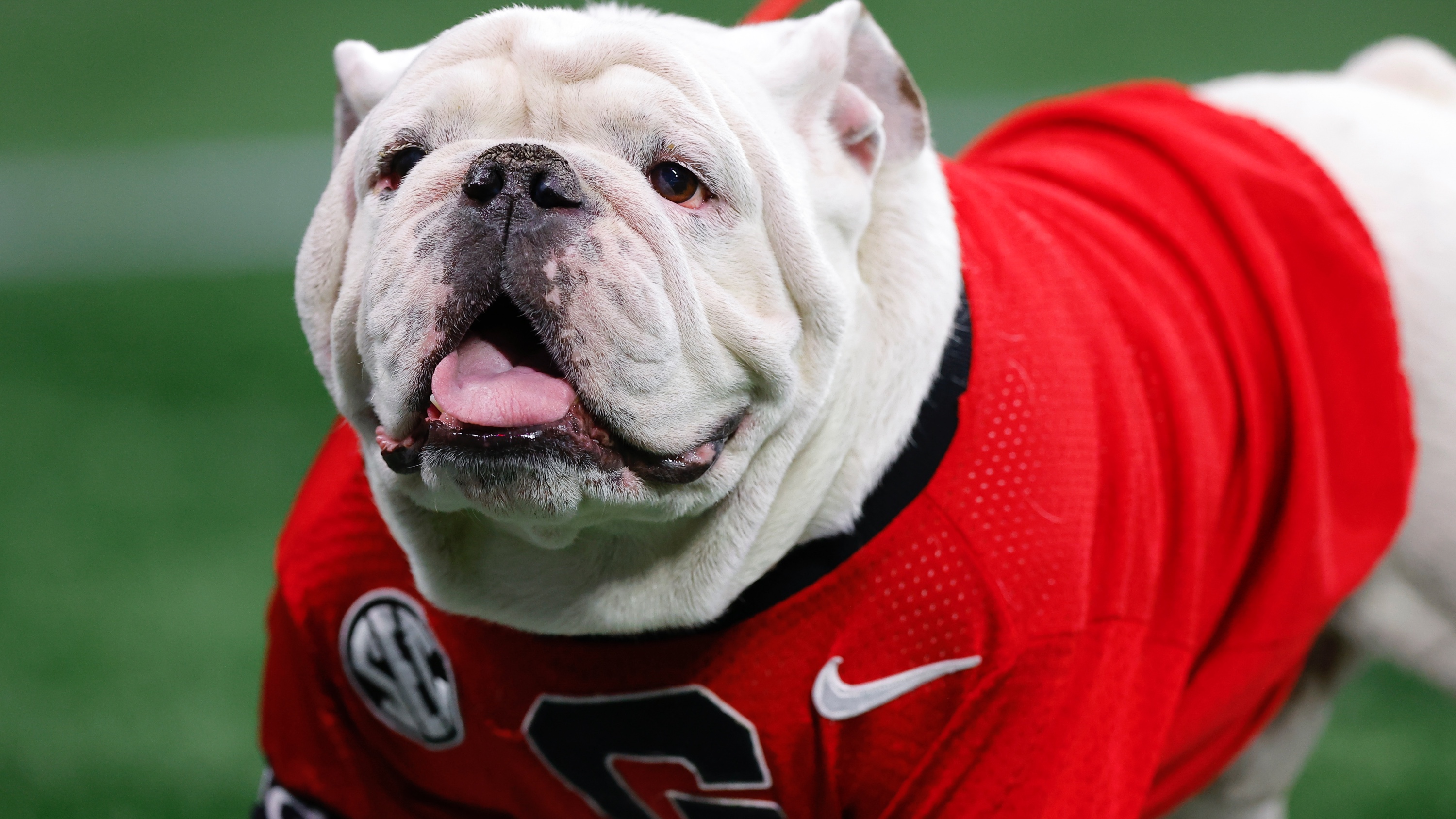 Georgia Bulldogs mascot Uga X peta statement