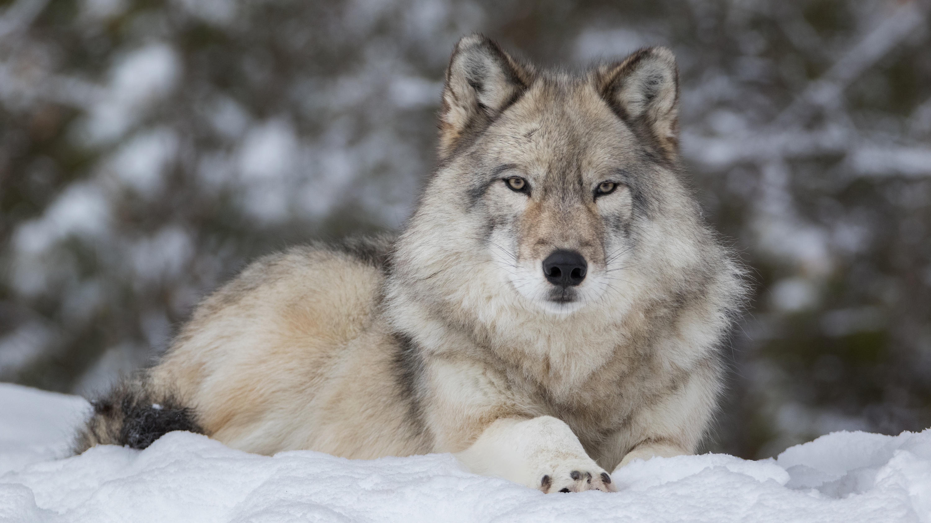 gray wolves playing in snow in Minnesota