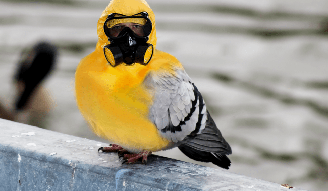 pigeon in a hazmat suit