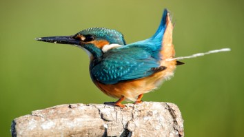 Best Luck Ever: Bird Poops On Bride At The Altar, Groom Dies Laughing