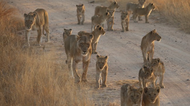 lions on dirt road