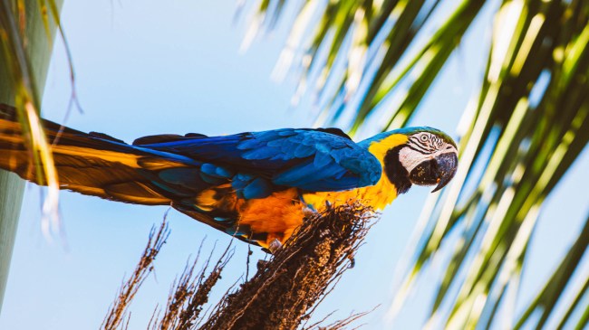 Parrots takeover a college softball game