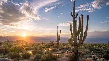 LIV Golf Sparks Newest Round Of Controversy Due To A Couple Of Cactuses