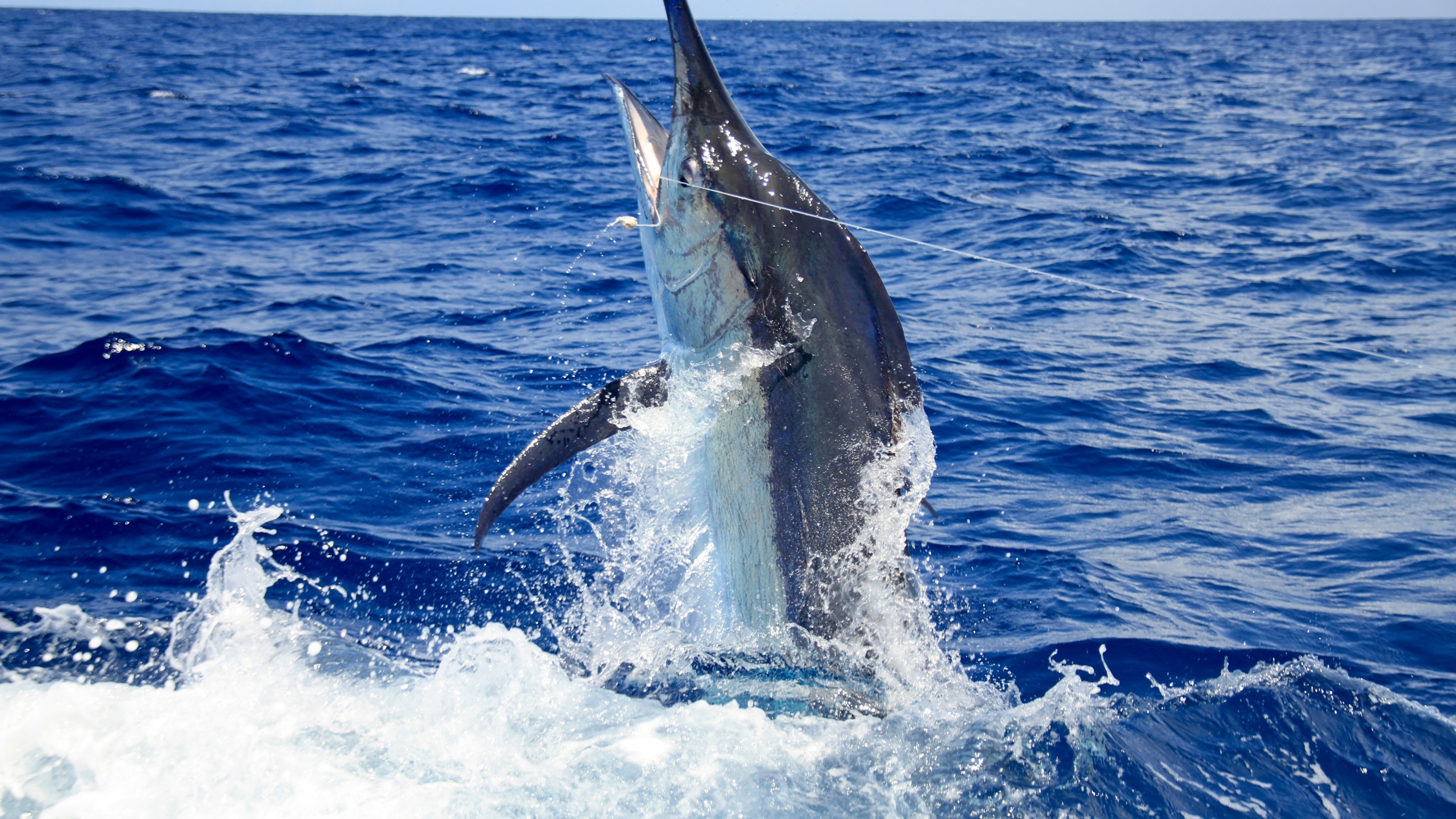 Blue marlin fishing