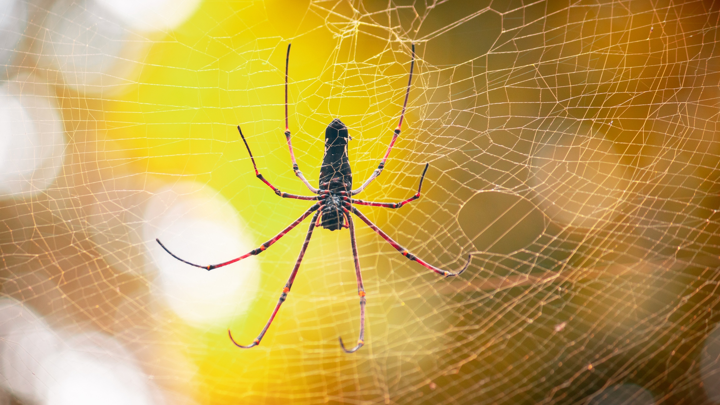 Golden Orb Weaving Spider
