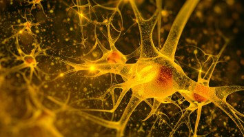 Scientists Are Trying To Use Lab-Grown Mini Brains To Create Powerful Biocomputers