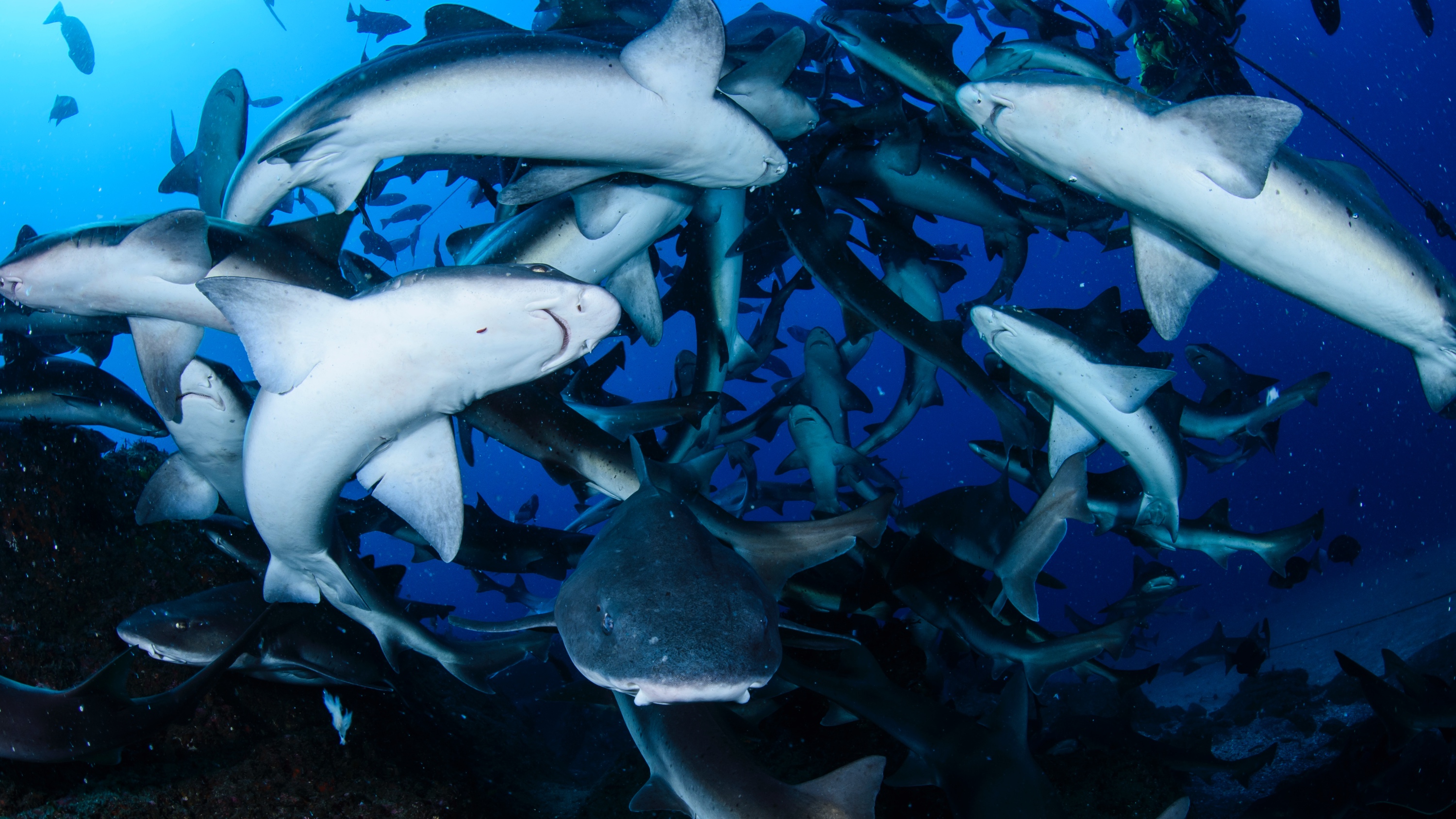 shark feeding frenzy