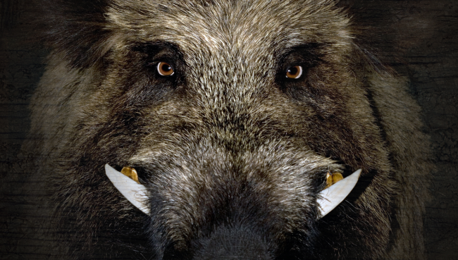 wild boar close up view attacks man barbecue