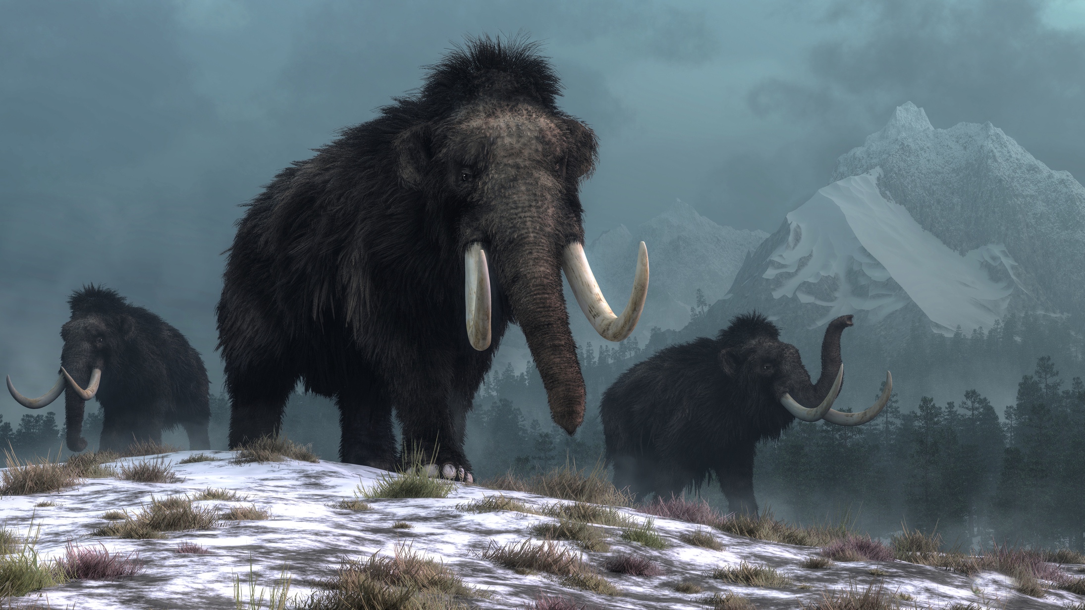 Wooly mammoth