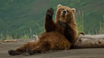 School Principal Caught On Camera Unlocking Dumpster Only To Find A Bear Inside