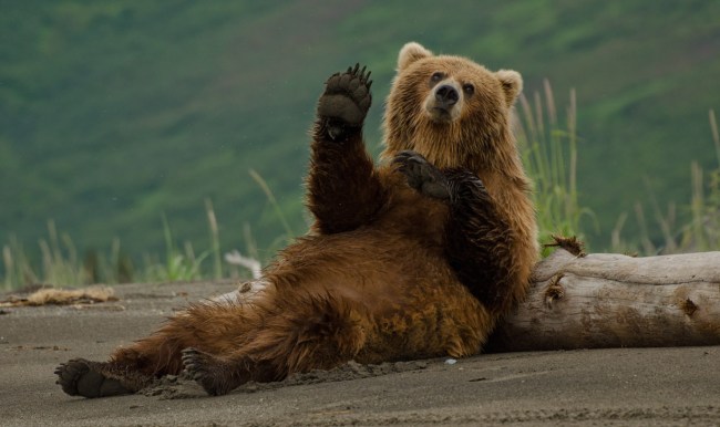bear reclining on log school principal dumpster