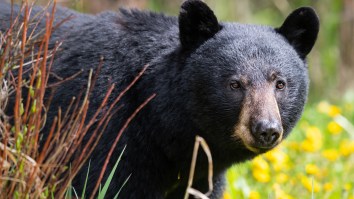 Huge Bear Helps Itself To A Dozens Of Cupcakes After Infiltrating Bakery (Video)