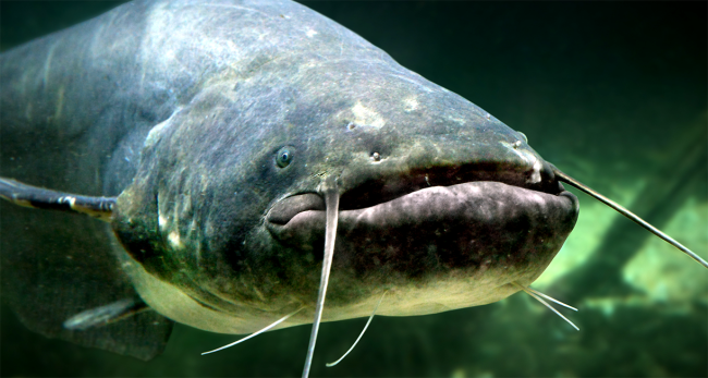 catfish 9 feet long italy