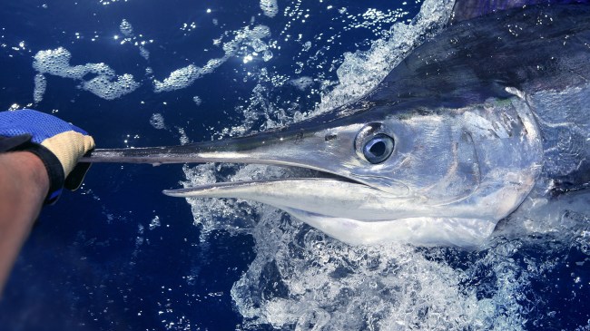 fisherman catching marlin