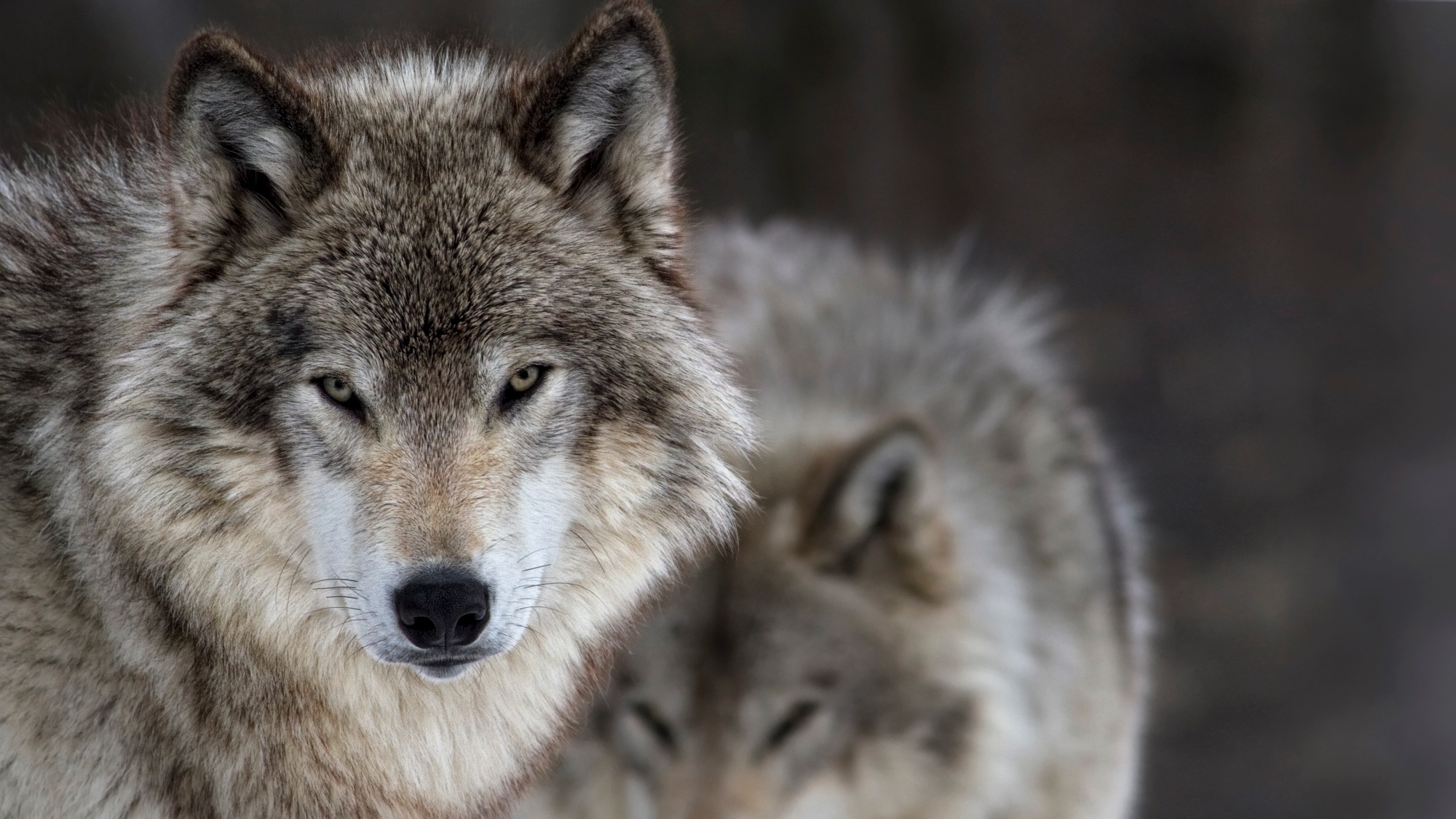 gray wolves