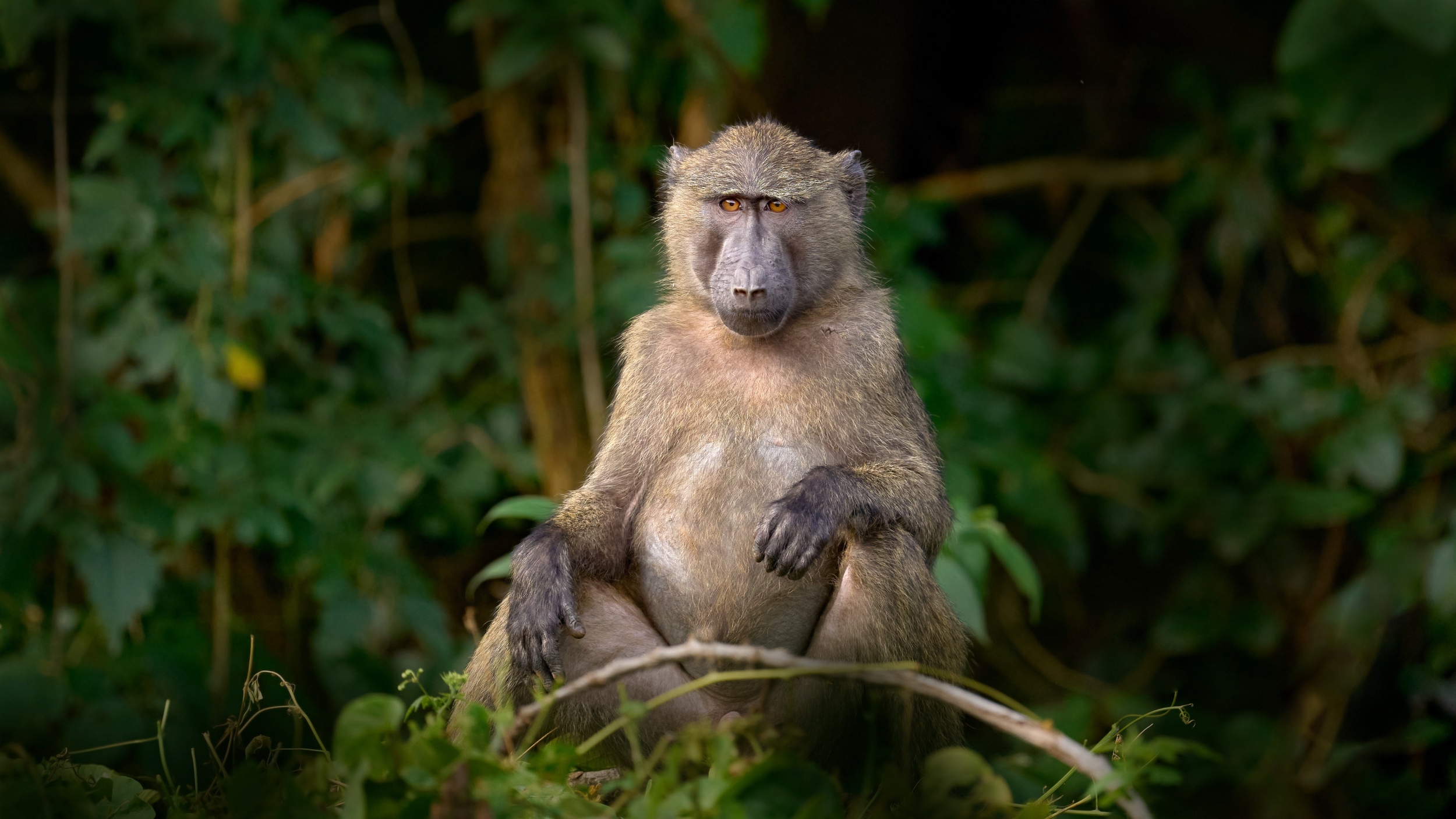 South African baboons