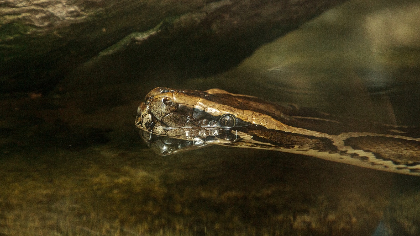 invasive Burmese python in The Florida Everglades hiding in water
