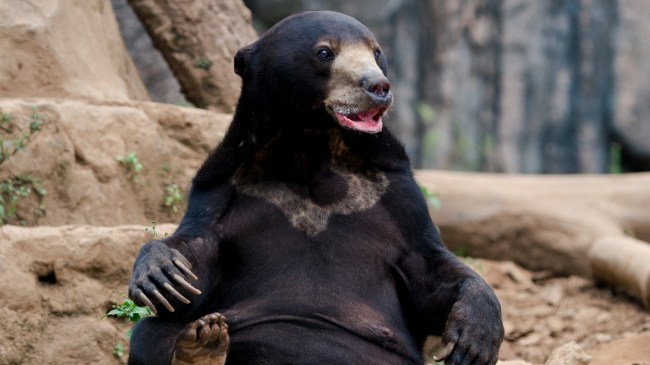 Malaysian sun bear