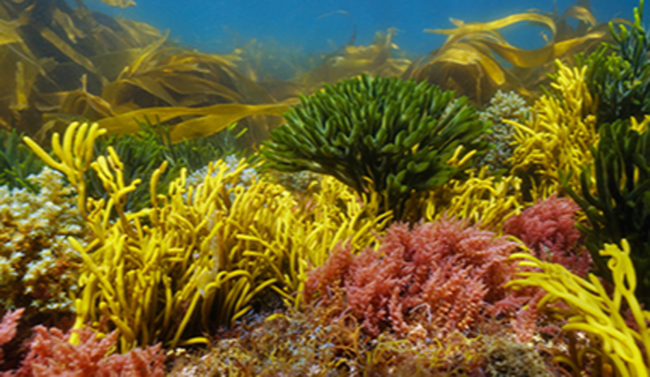 algae on seafloor