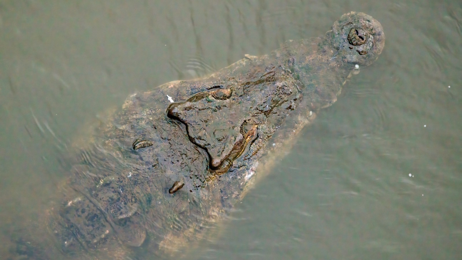 large crocodile in Costa Rica