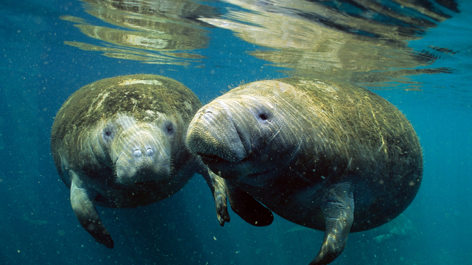 herd of cute manatees