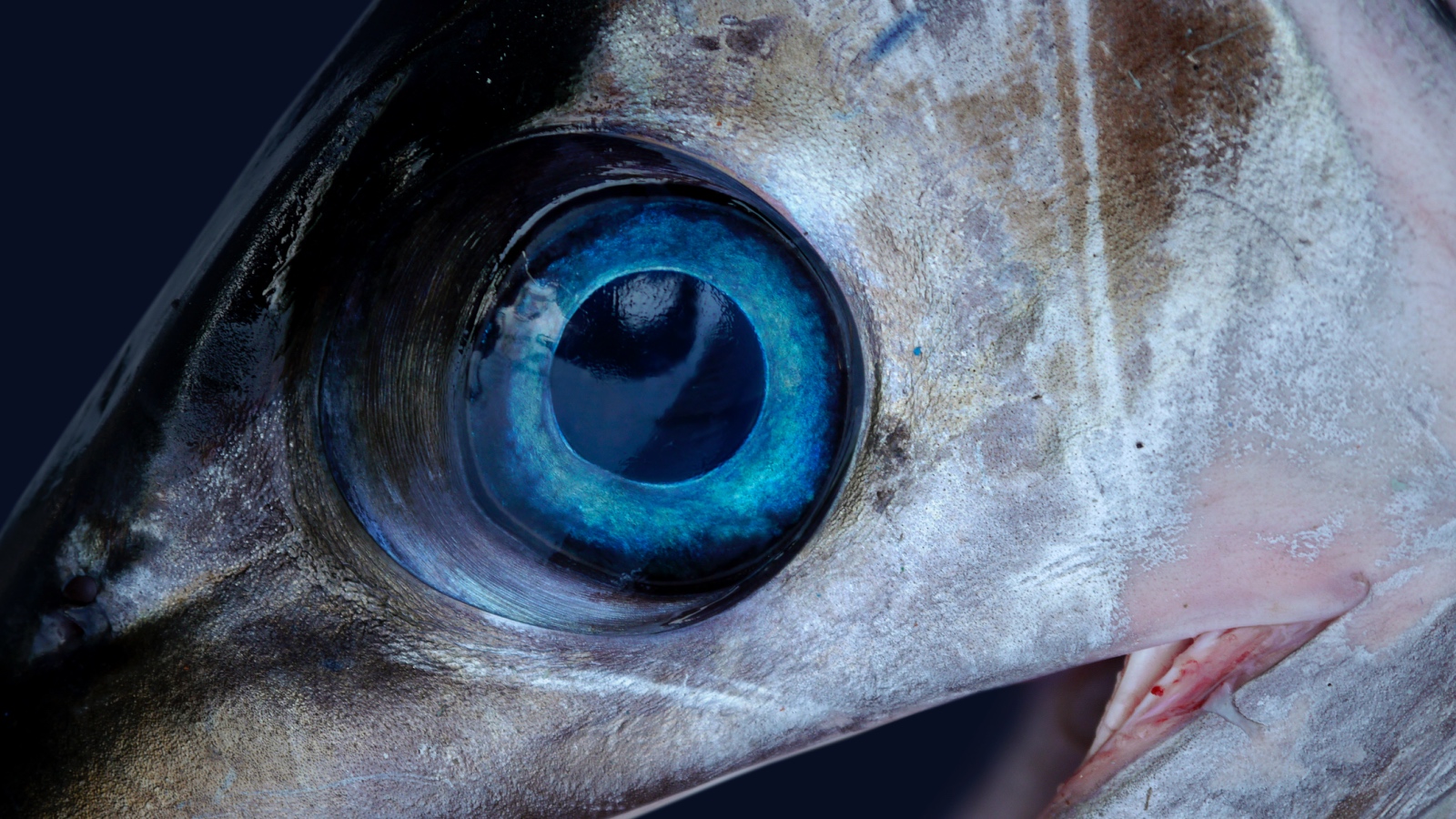 swordfish fish eyeball up close
