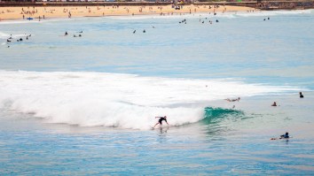 Surfer Catches Wave With An Actual Shark On Top Of His Surfboard In Most Australian Video Of The Year