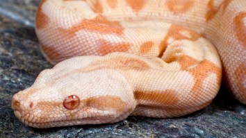 Snake Wrangler Uses Bare Hands To Capture Huge Boa Constrictor Found In Car Engine At Auto Shop