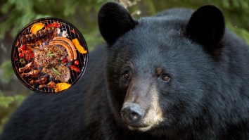 Big Black Bear Invades Family BBQ In Pennsylvania Before Dad Goes Into Full Alpha Mode