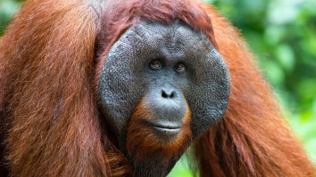 Viral Video Of Orangutan Launching A Possum Out Of Enclosure Elicits Response From Perth Zoo
