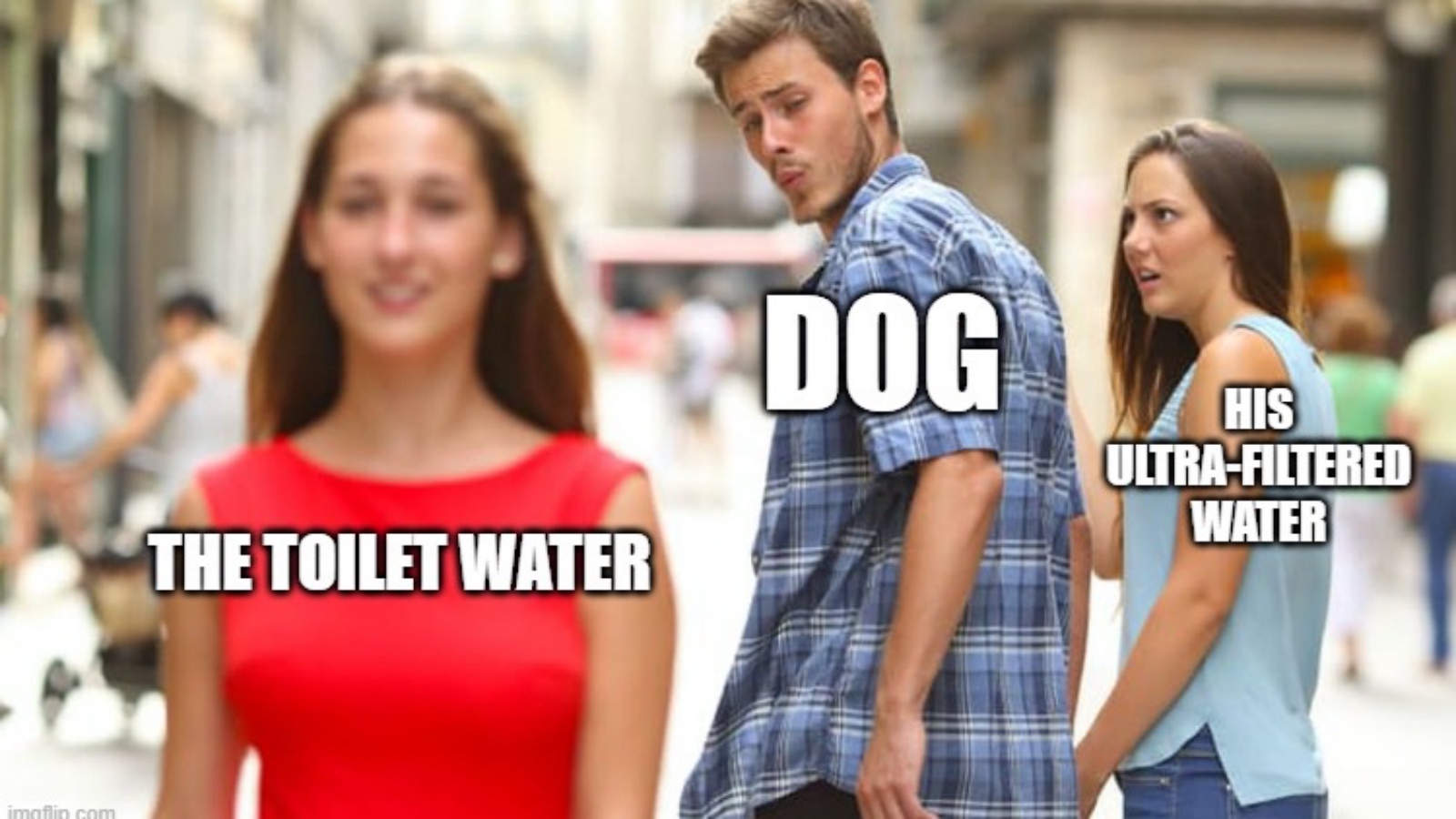 meme about dogs drinking water