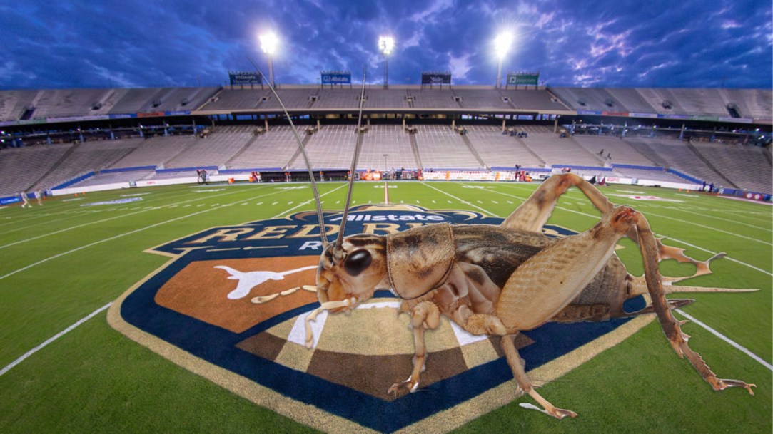Cotton Bowl Crickets
