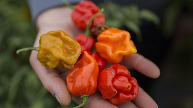 Hot peppers