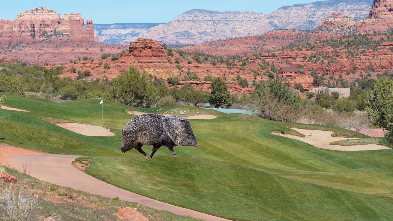 javelina walking on Sedona Arizona golf course