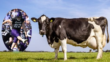 Northwestern Kicker Forces Teammates To Milk Cow Udders Against Their Will For Hilarious Celebration