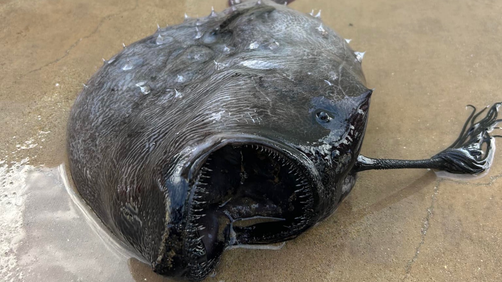 Pacific Footballfish rare angler fish