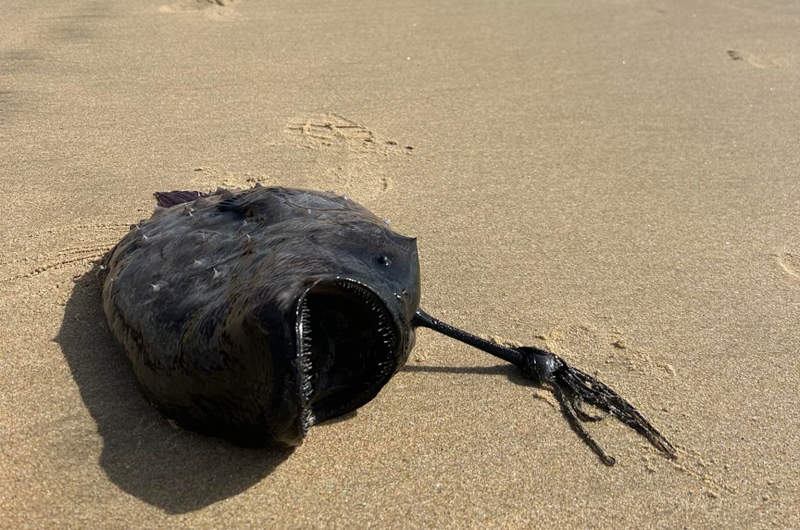 Pacific Footballfish rare angler fish