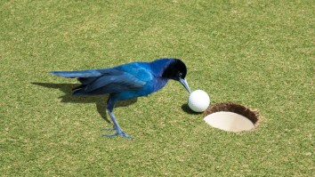 Golfer Channels His Inner Randy Johnson And Hits A ‘Birdie’ On The Range In 1-In-A-Million Shot