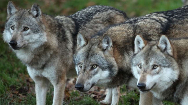 pack of wolves