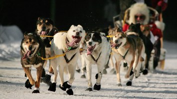 Moose Attack At Famed Iditarod Sled Dog Race Sparks Comical Chain Reaction