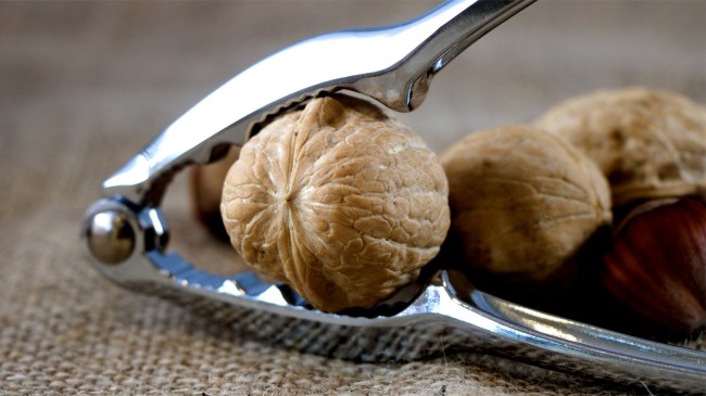 Walnut in nutcracker