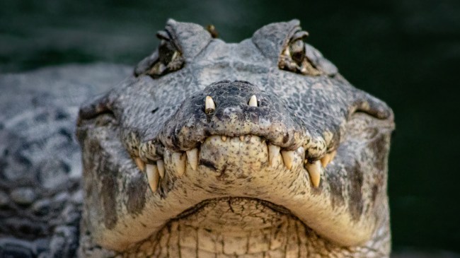 alligator