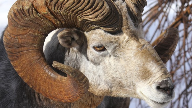 argali sheep