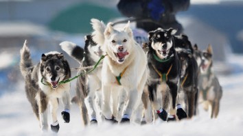 Iditarod Musher Penalized For Improperly Gutting Moose He Shot During Race